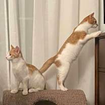 Thumbnail photo of Palmer #2