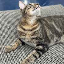 Thumbnail photo of Gideon #3