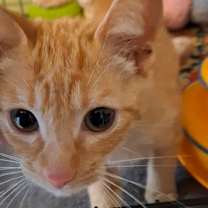 Thumbnail photo of BOBtail #2