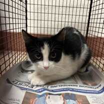 Thumbnail photo of Peep #1