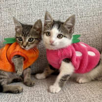 Thumbnail photo of Tater #2