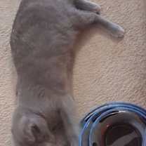 Thumbnail photo of Chloe #4