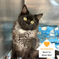 Thumbnail photo of Omelette #1