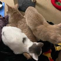 Thumbnail photo of Biscuit #3