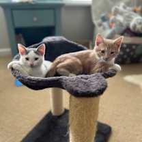 Thumbnail photo of Biscuit #4