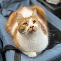 Thumbnail photo of Sophie #1