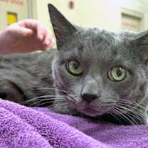 Thumbnail photo of Leo #3