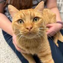 Thumbnail photo of Freddy the Ferret #1