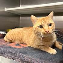 Thumbnail photo of Freddy the Ferret #2