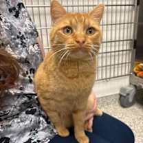 Thumbnail photo of Freddy the Ferret #3