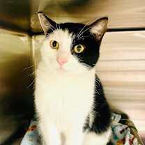 Thumbnail photo of Pawbrey #4