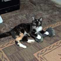 Thumbnail photo of Dolfin #2