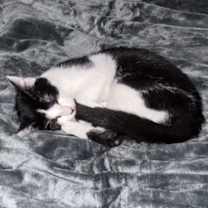 Thumbnail photo of Salsa #3