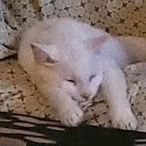 Thumbnail photo of Ivy (CP) #3