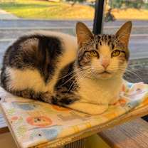 Thumbnail photo of Griffin  #4