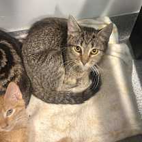 Thumbnail photo of Lily #3