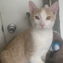 Thumbnail photo of Teddy Bear #3