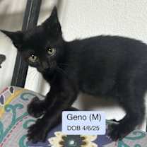 Thumbnail photo of Geno (bonded with Laramie) #3
