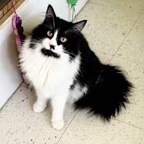 Thumbnail photo of Meowlo #3