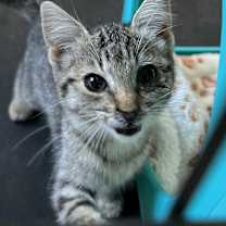 Thumbnail photo of Shai #2