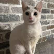 Thumbnail photo of Mimosa #2