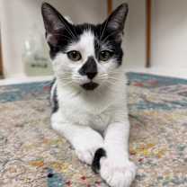 Thumbnail photo of Flurry #1