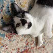 Thumbnail photo of Flurry #2