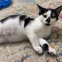 Thumbnail photo of Flurry #3