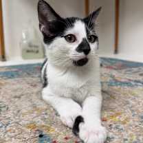 Thumbnail photo of Flurry #4