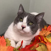 Thumbnail photo of Paul Bunyan #2