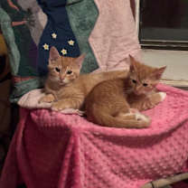 Thumbnail photo of Pippen - bonded to Scottie #2