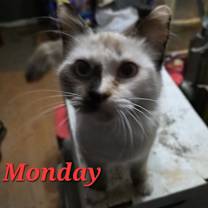 Thumbnail photo of Monday #1