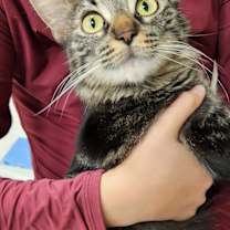 Thumbnail photo of Cosmo #2