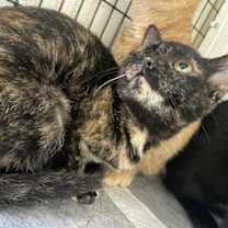 Thumbnail photo of Ida #2