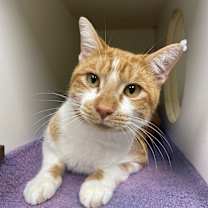 Thumbnail photo of Jalapeno #1