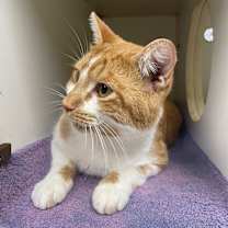 Thumbnail photo of Jalapeno #2