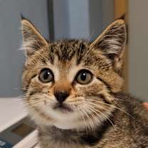 Thumbnail photo of Wendigo #1