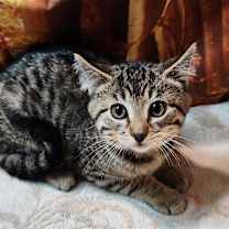 Thumbnail photo of Wendigo #2