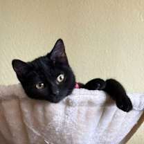 Thumbnail photo of Pebbles #2