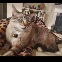 Thumbnail photo of Belvedere #2