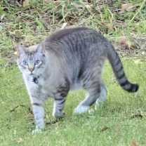 Thumbnail photo of Belvedere #3