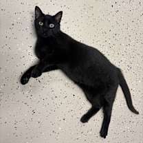 Thumbnail photo of Wilbur #2