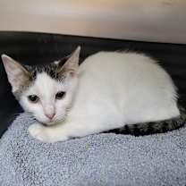 Thumbnail photo of Rosella 27764 #2