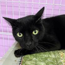 Thumbnail photo of Men in Black #3