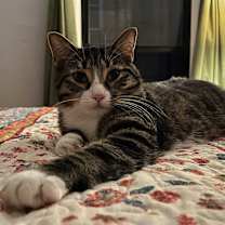 Thumbnail photo of Manchego #3