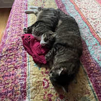 Thumbnail photo of Manchego #4