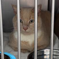 Thumbnail photo of Saffron #2