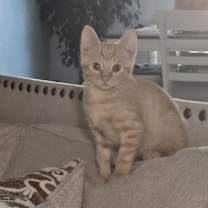 Thumbnail photo of Copper #1