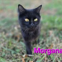 Thumbnail photo of Morgana: Not at shelter (Carisa) #2