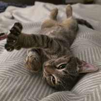 Thumbnail photo of Mabel #1